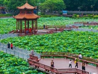 初夏荷花开 游人赏花来