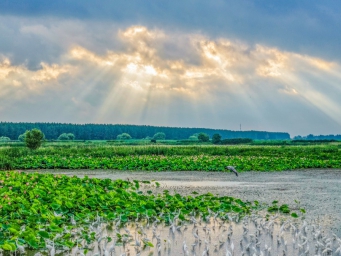江苏泗洪：夏日湿地景如画