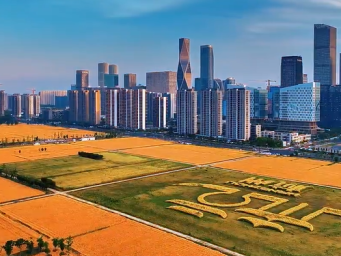 芒种至，杭州“麦田CBD”农忙进行时